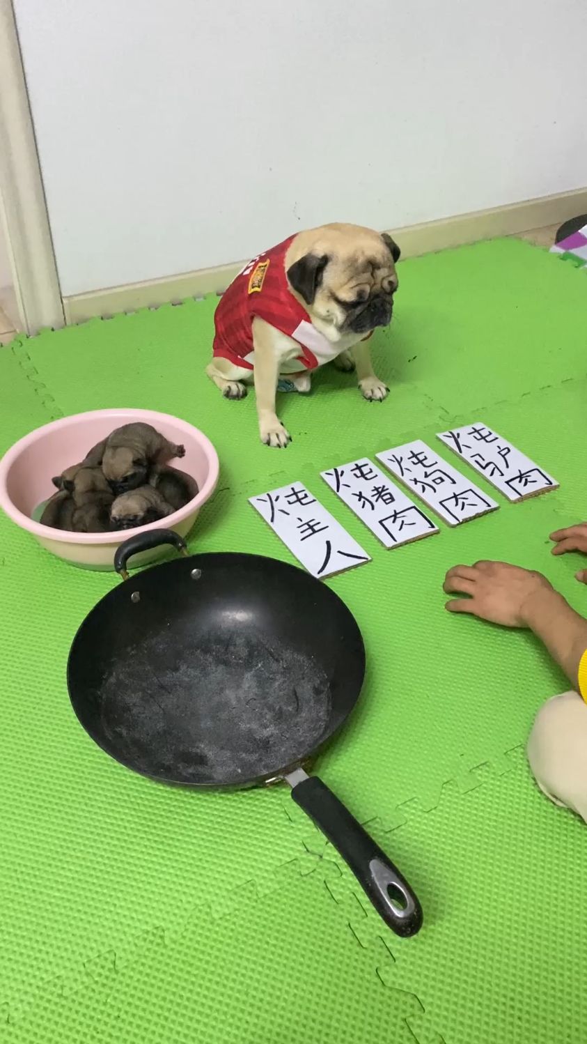 爸爸千万不要炖狗肉