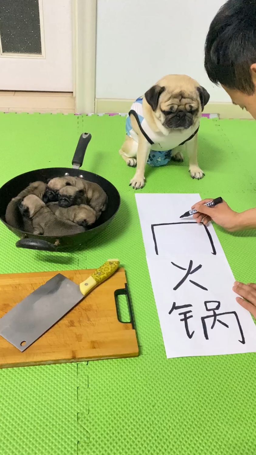 今天我要炖狗肉火锅
