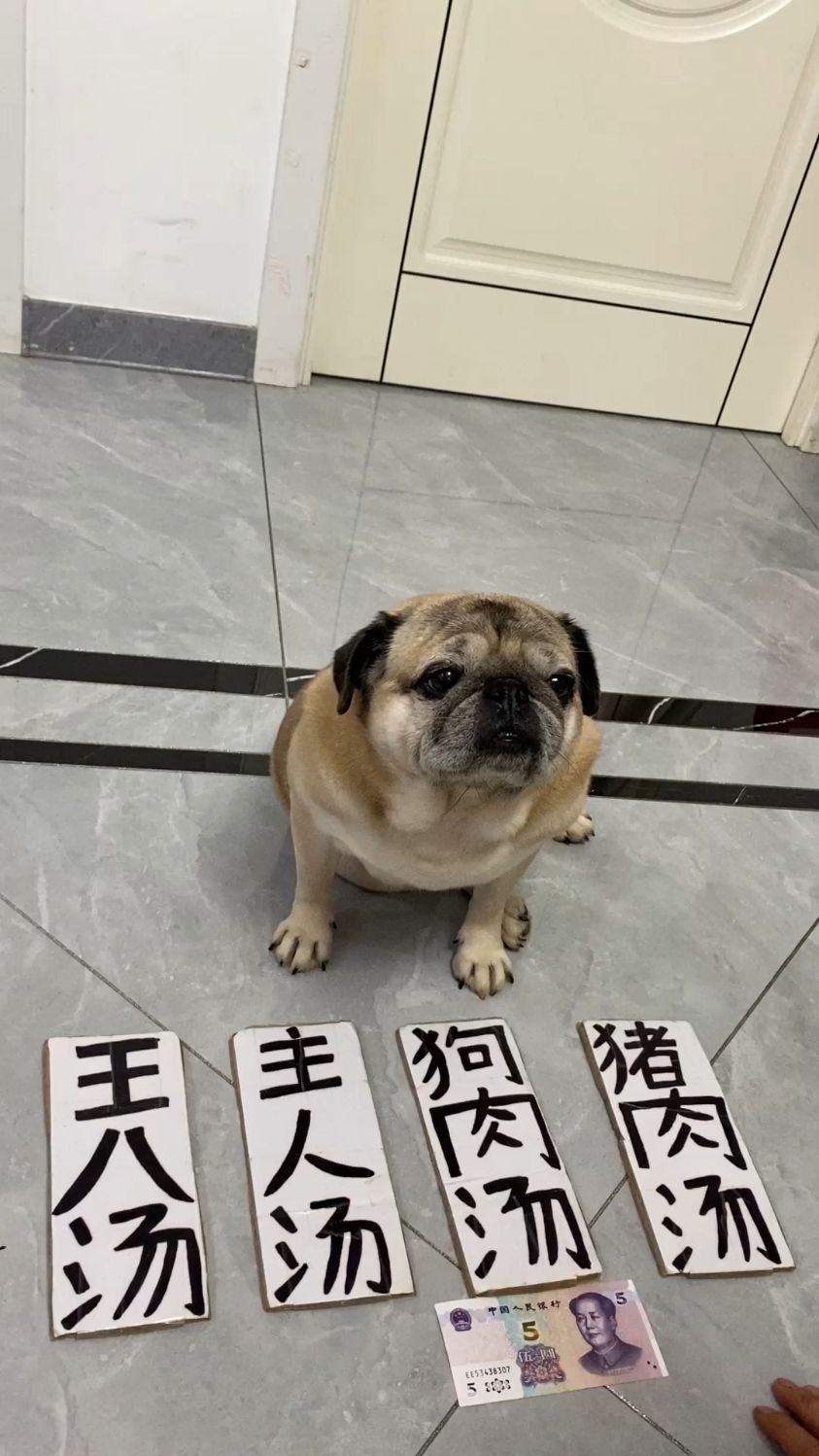 听我的就炖狗肉汤