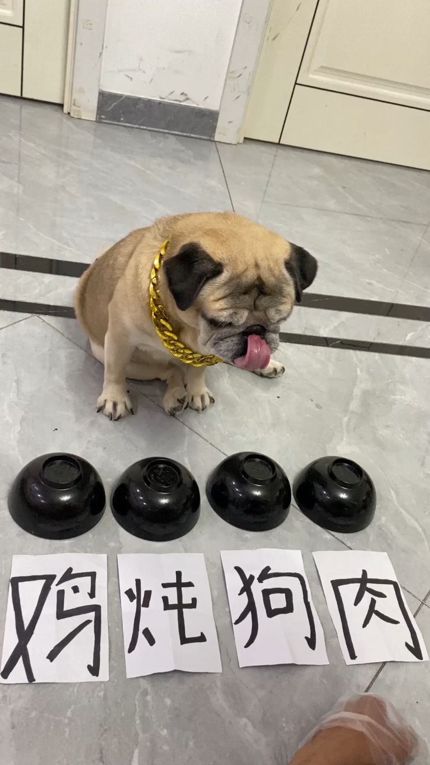 今天炖鸡肉还是炖狗肉