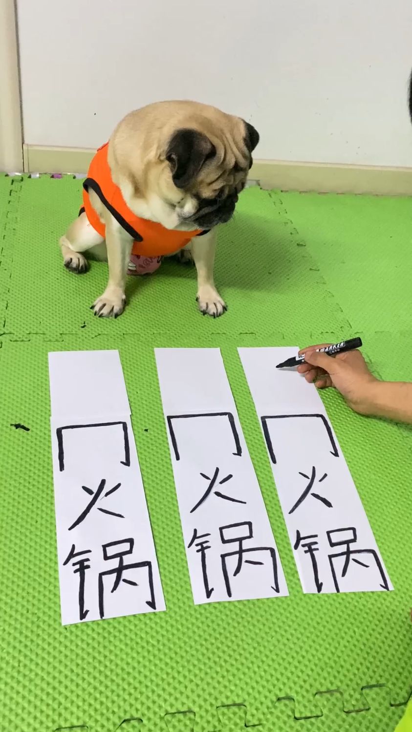 今天会不会炖狗肉火锅
