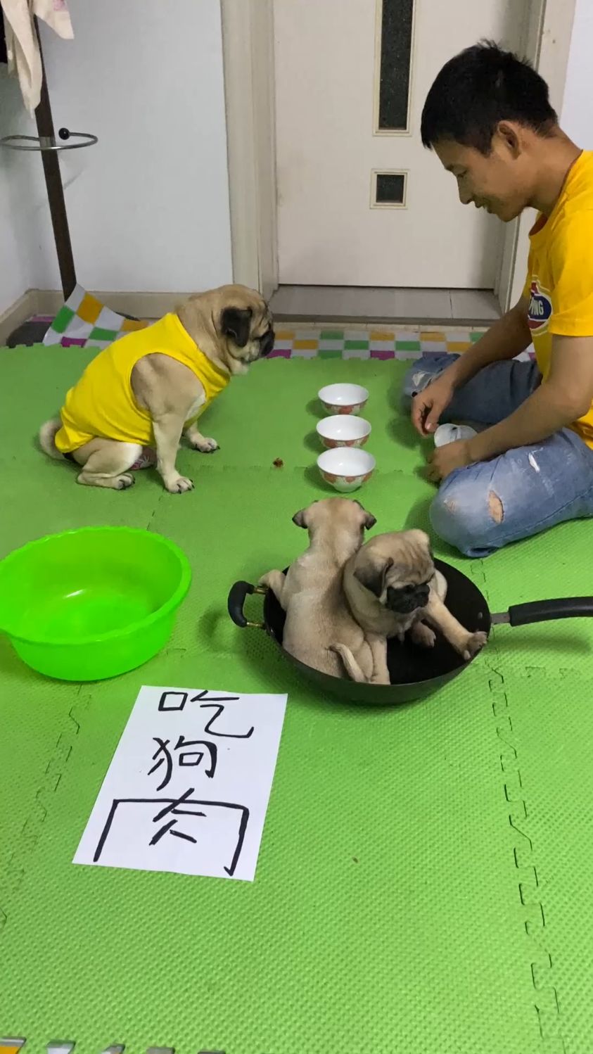 今天就炖狗肉行不行