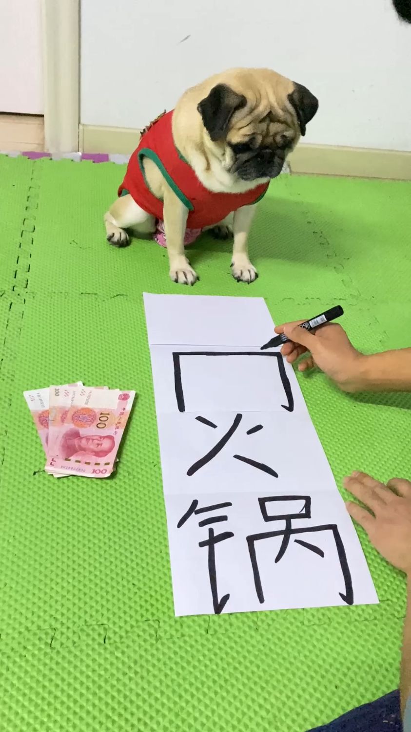 今天不炖狗肉火锅