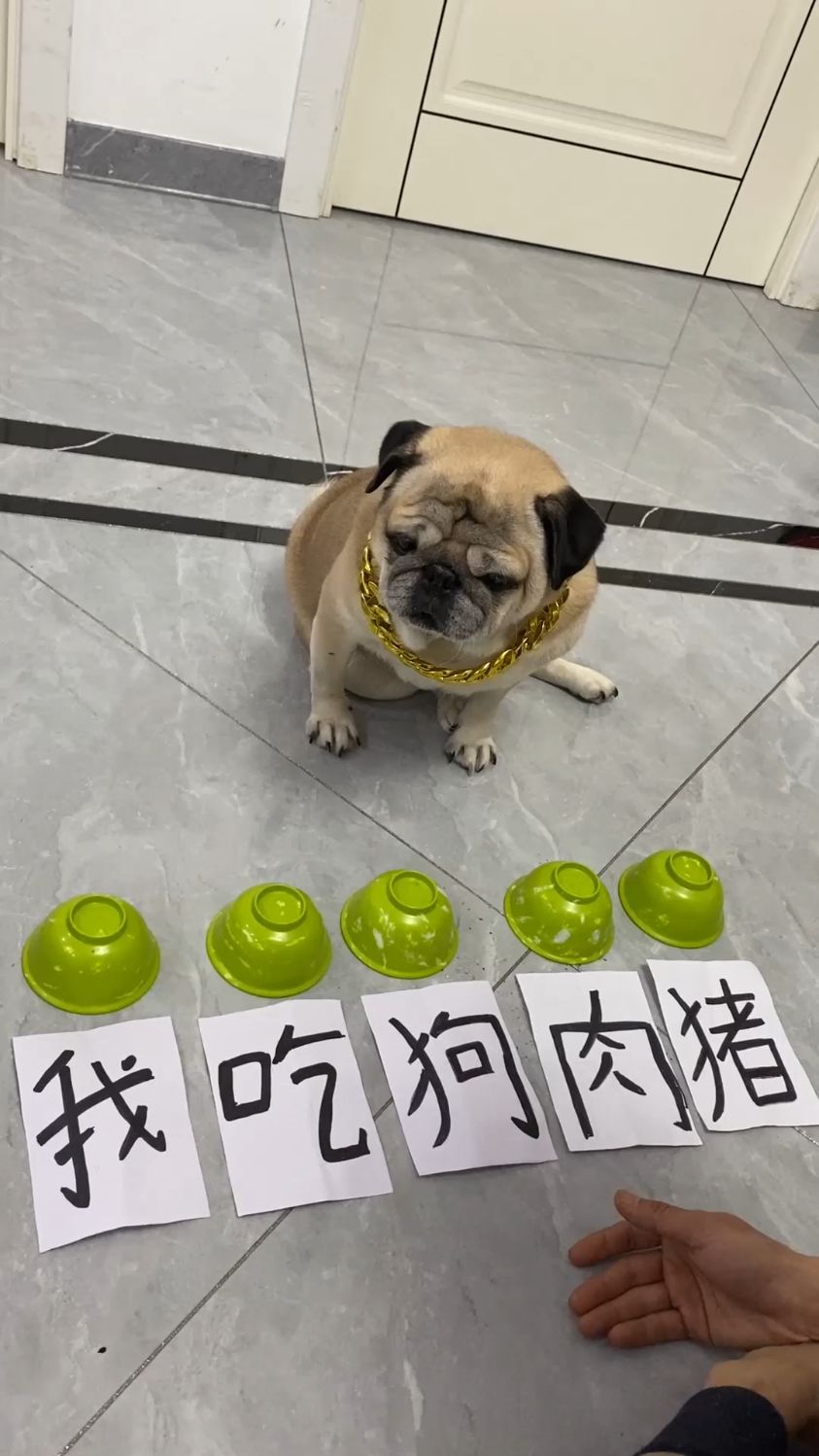 我今天就吃狗肉行不行
