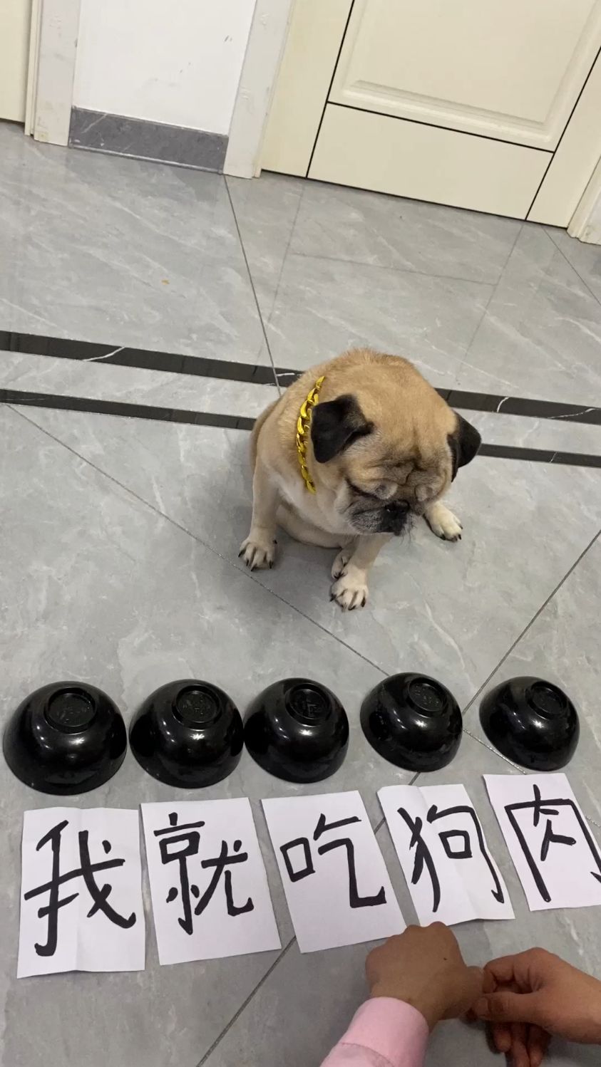 我就吃狗肉行不行啊