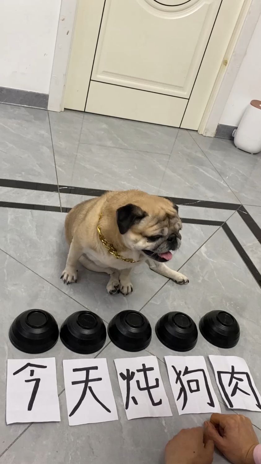 今天我要炖狗肉火锅