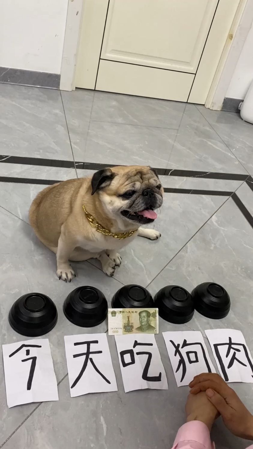 今天就不让你吃狗肉