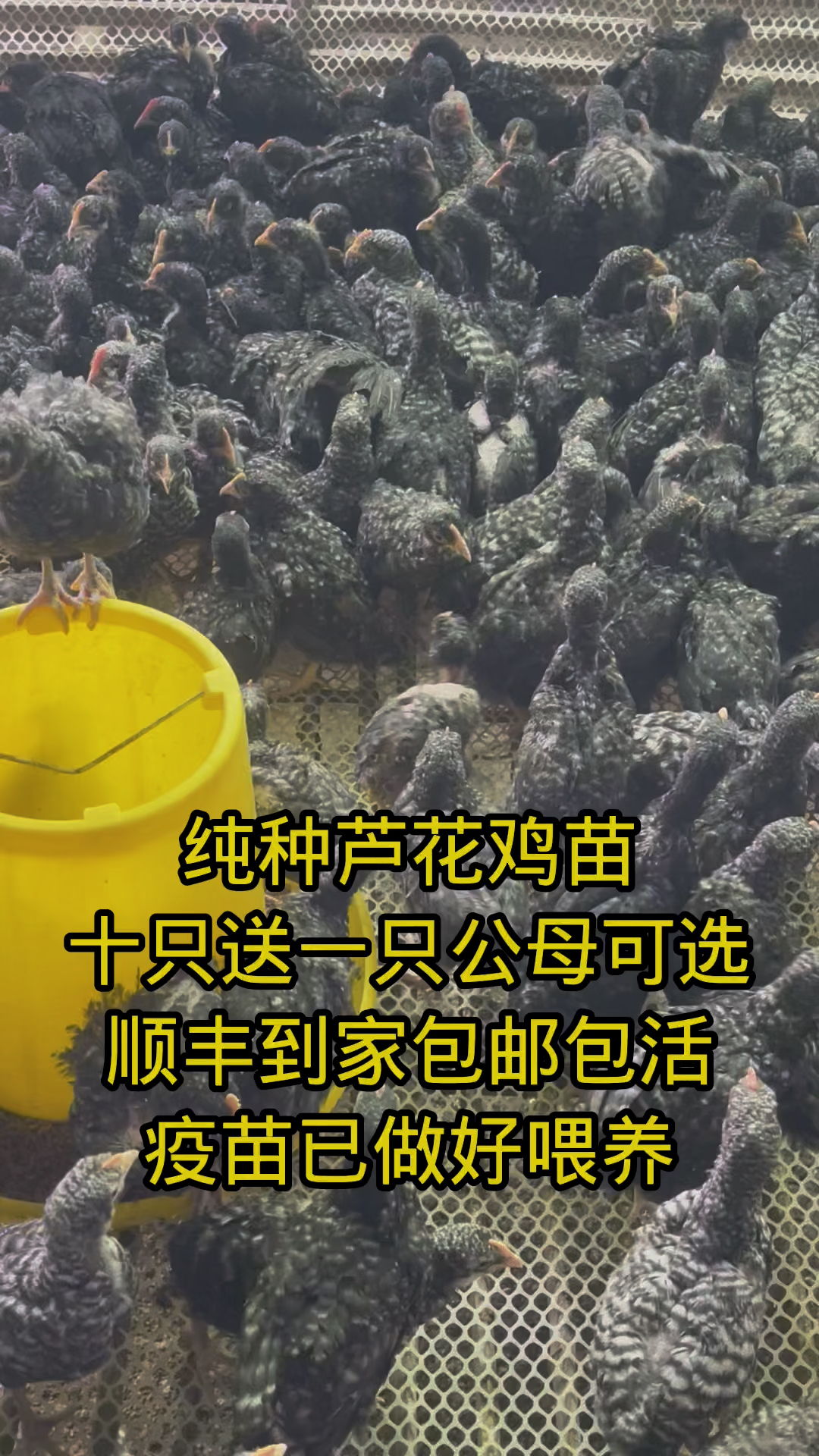 芦花鸡苗成年产绿壳蛋