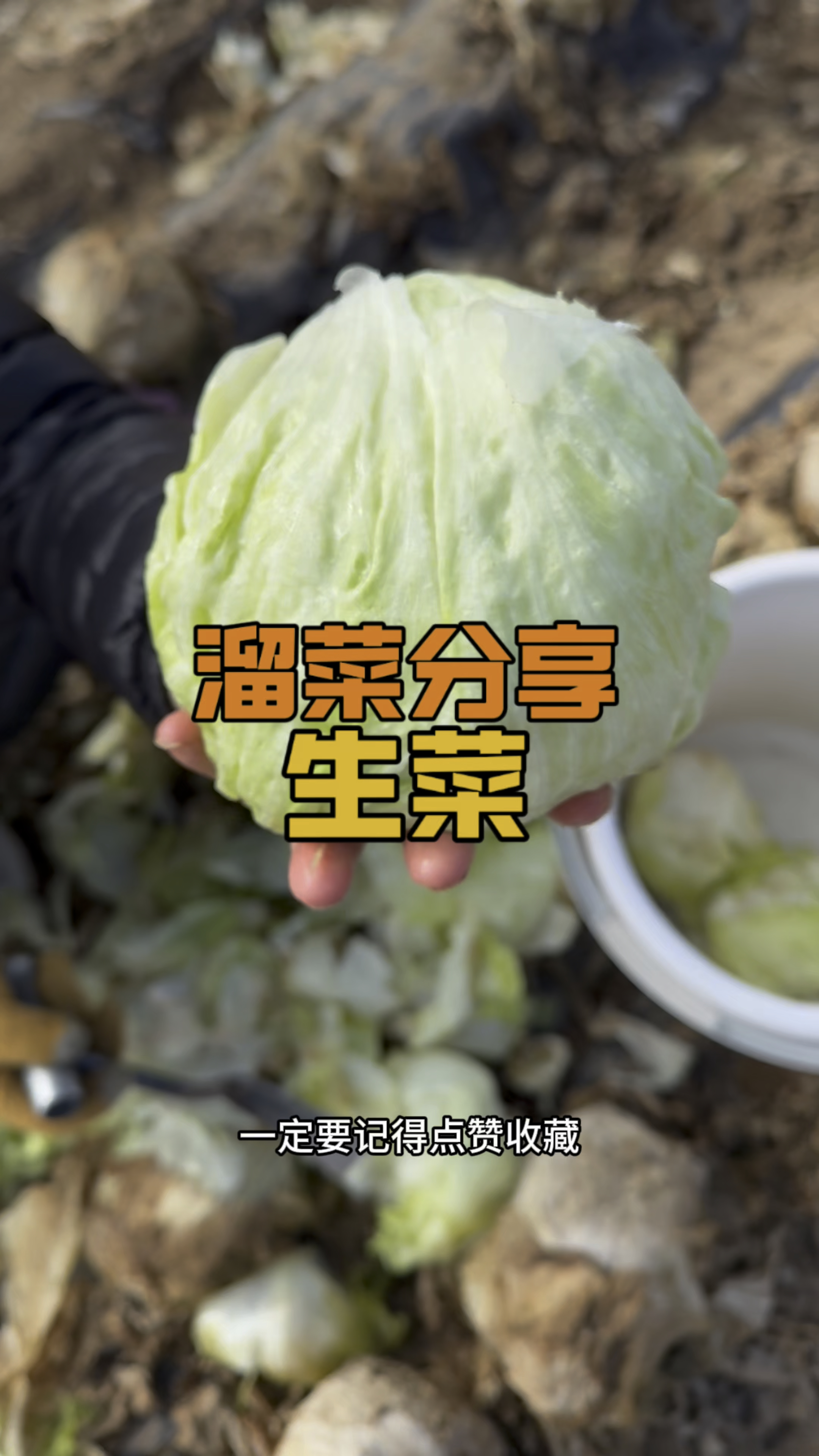 #捡菜 #捡菜的乐趣 #捡菜的快乐 #生菜