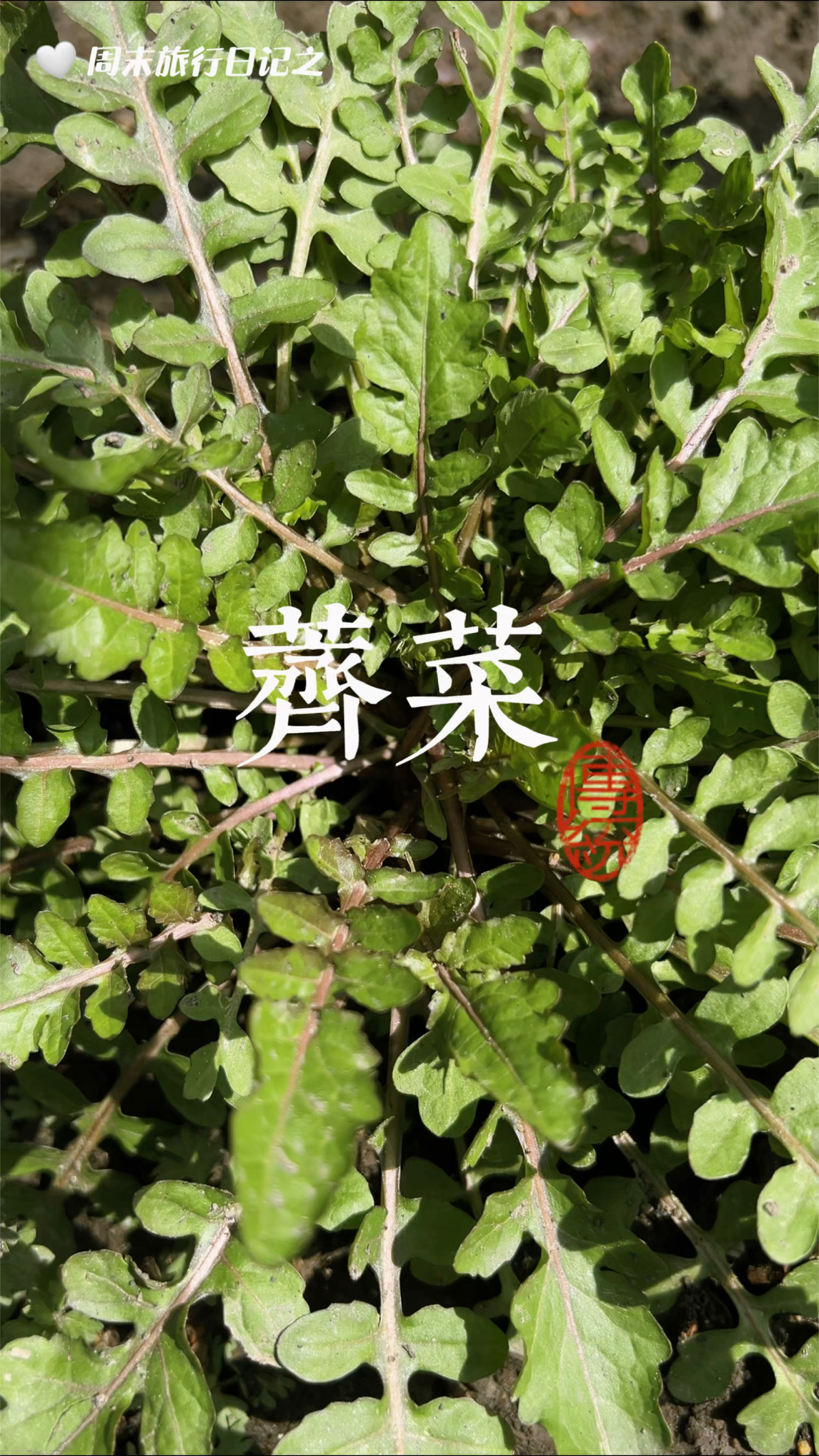 #荠菜 #野菜 #户外 #荠菜长啥样