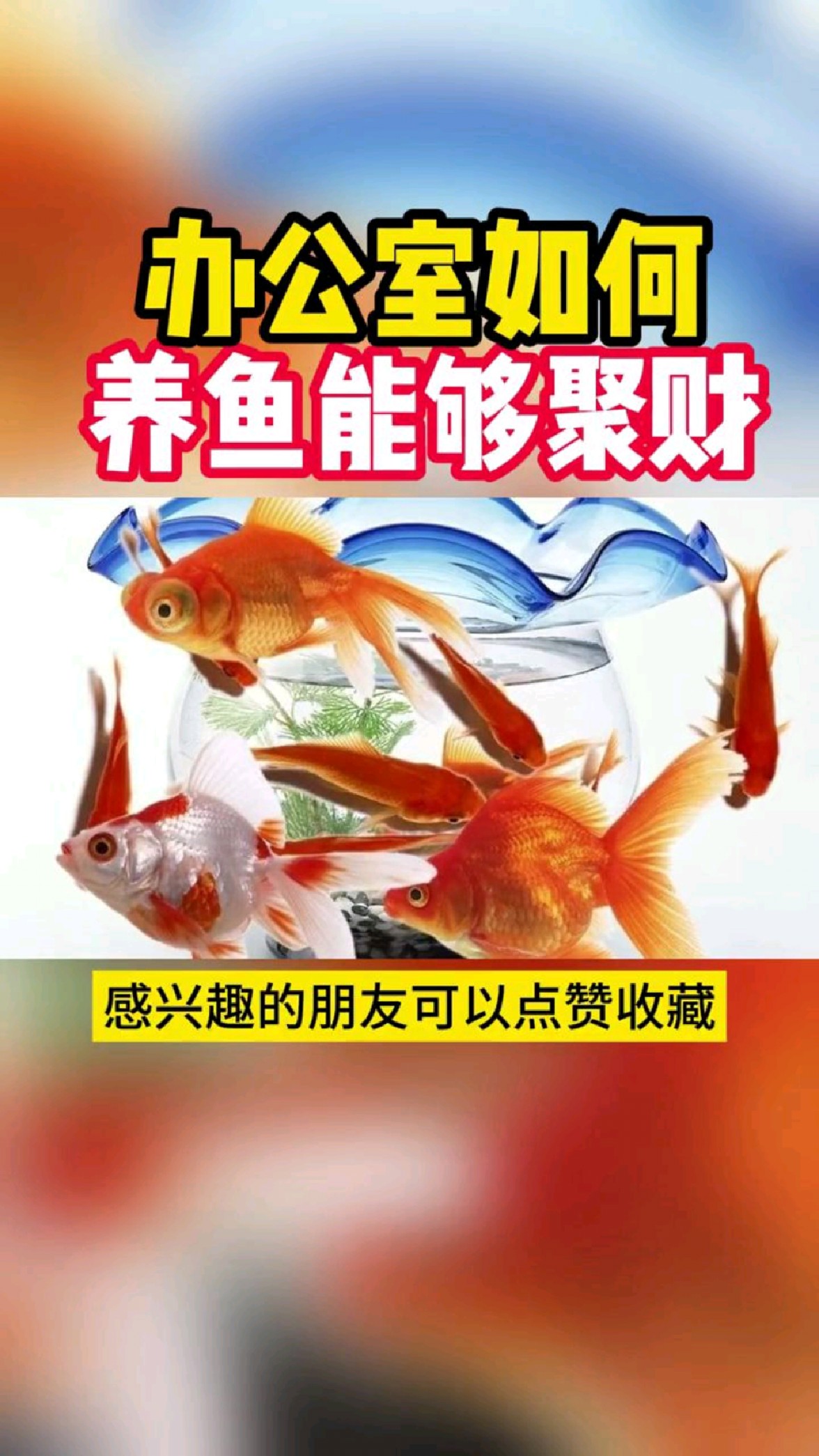 办公室养几条鱼旺财?
