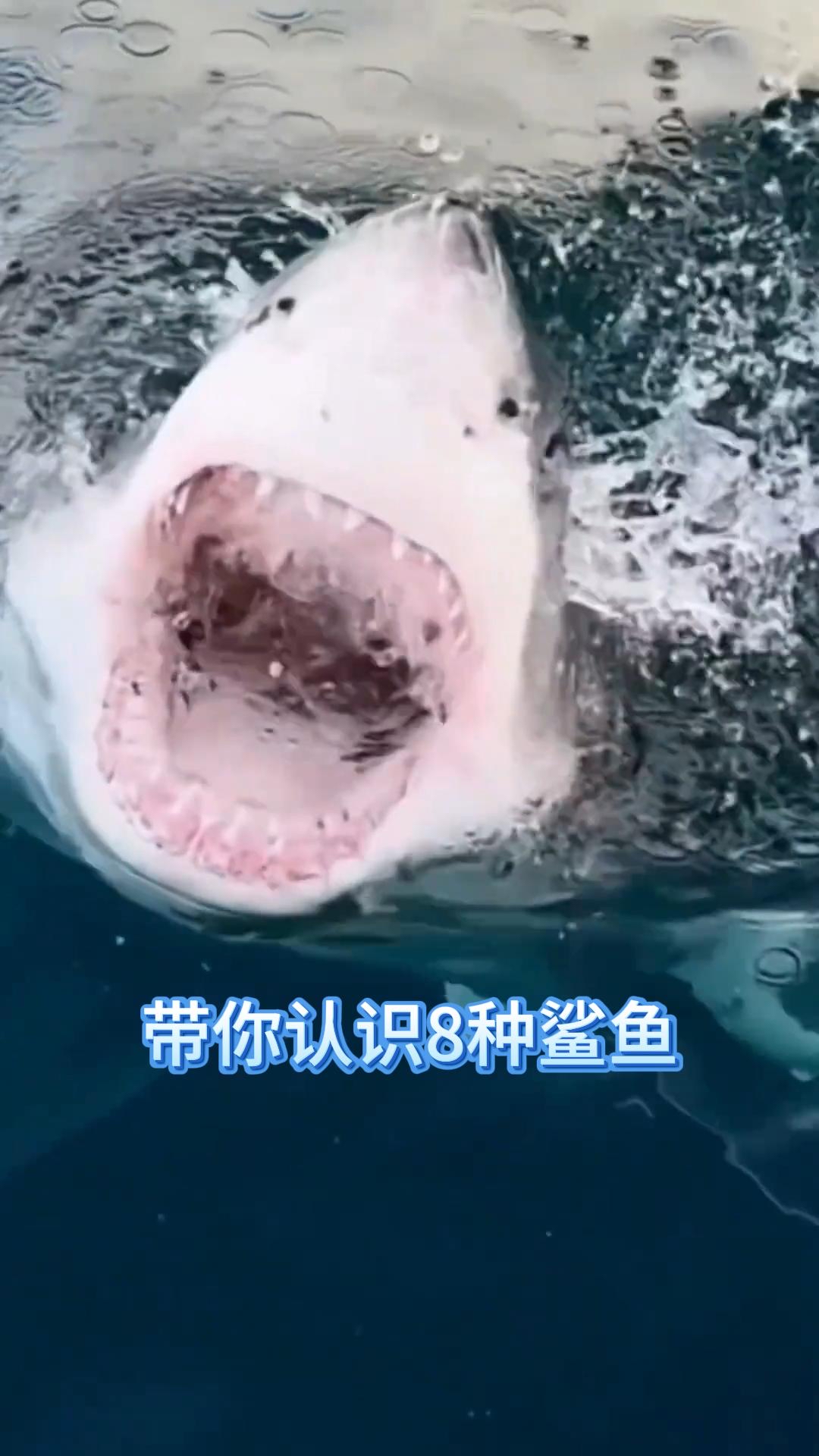 带你认识八种鲨鱼