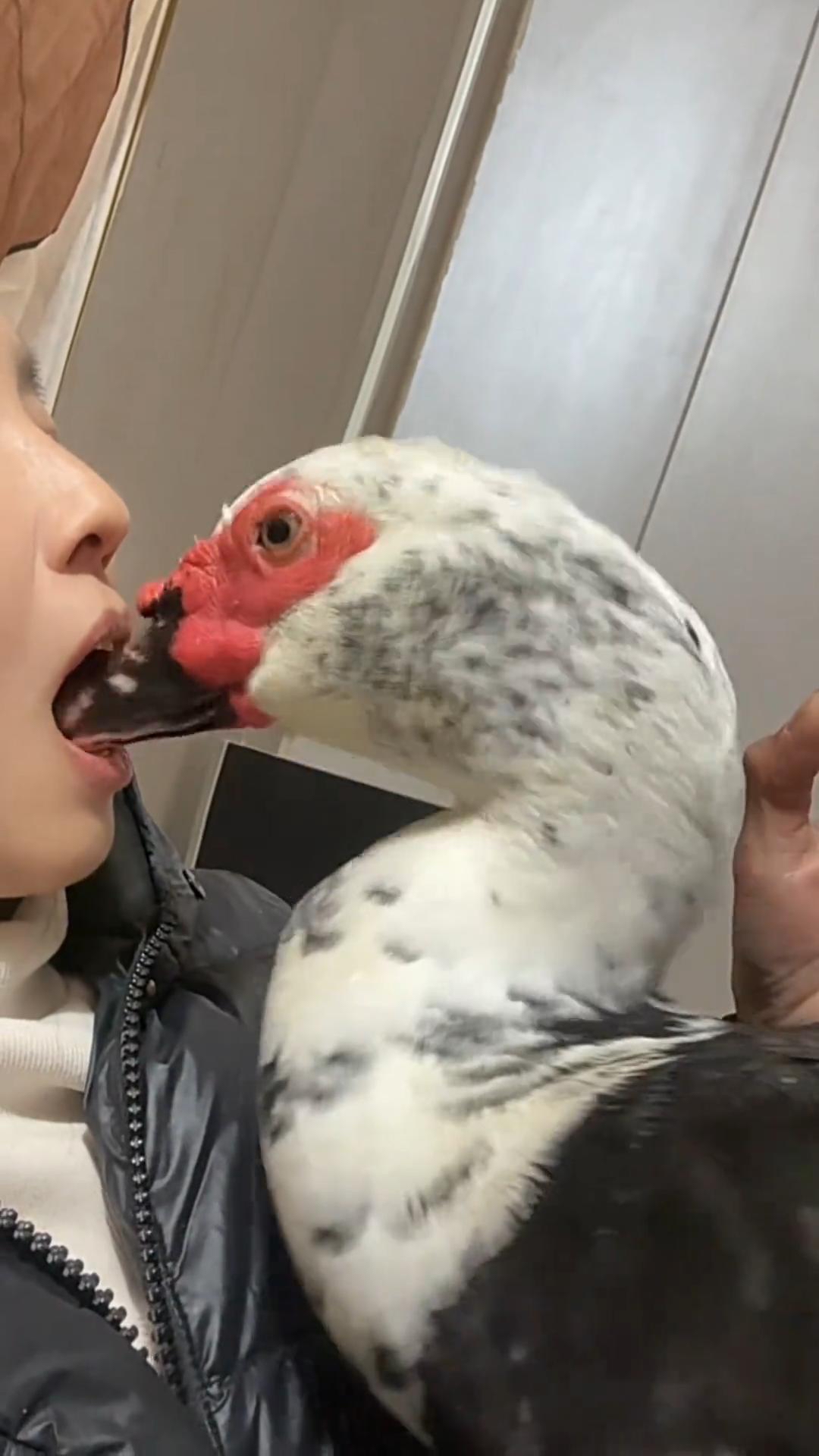 带你认识5种鸭子