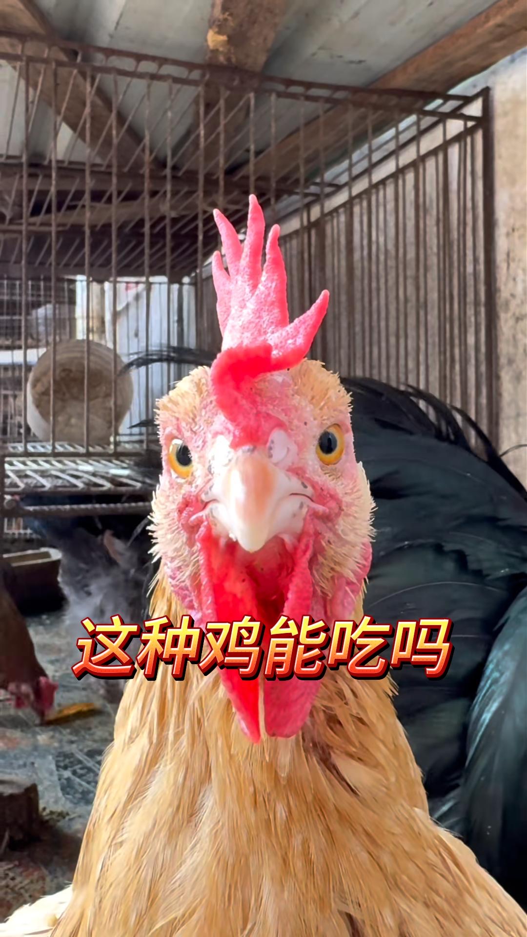 这种鸡能吃吗?科普鸡的知识