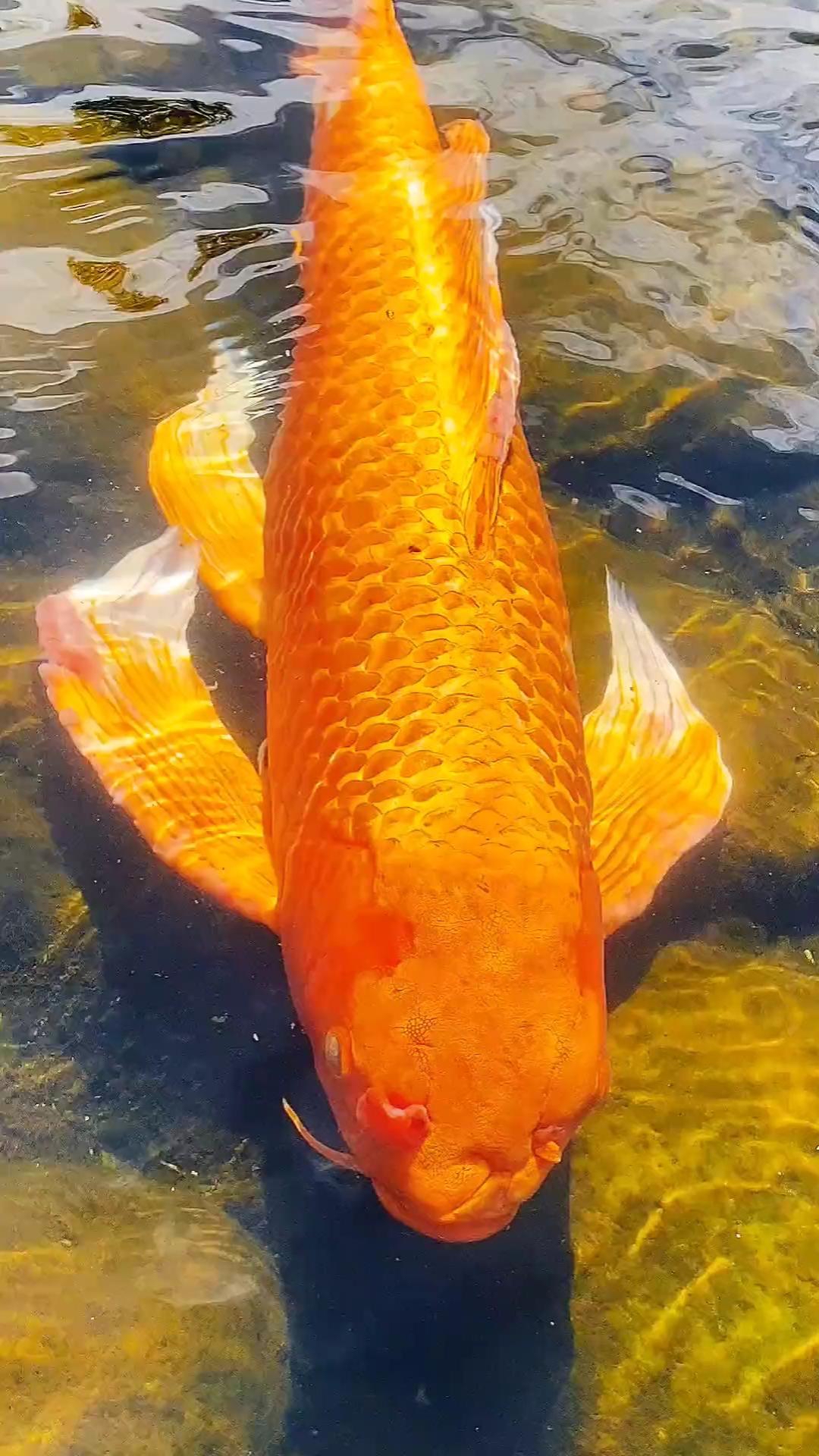 百年龙趸鱼皮？这些顶级食材你见过几个