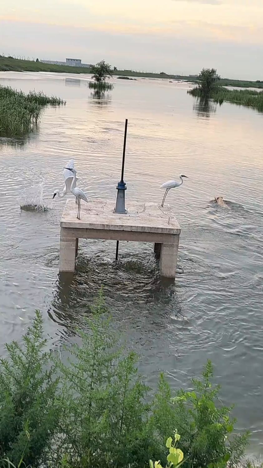 白白捡了一条大鱼,真是勇敢者的游戏!