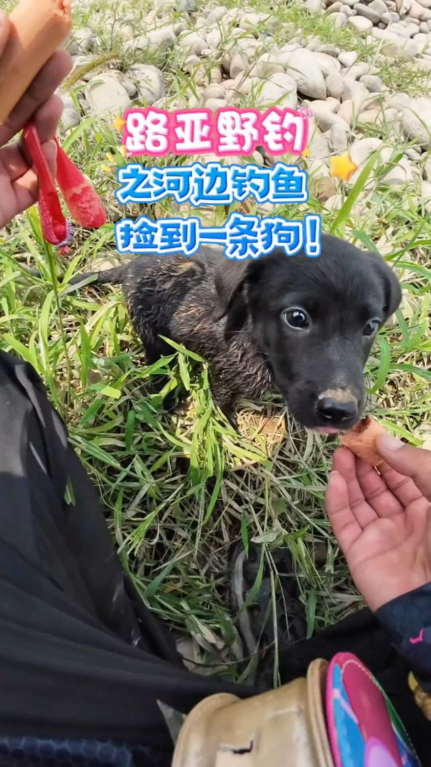 钓鱼遇到了一直可爱的小狗，真是太通人性了！