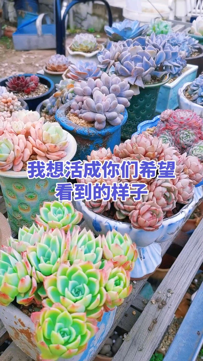 从新回到农家院认真养多肉，让自己活成你们想要的样子