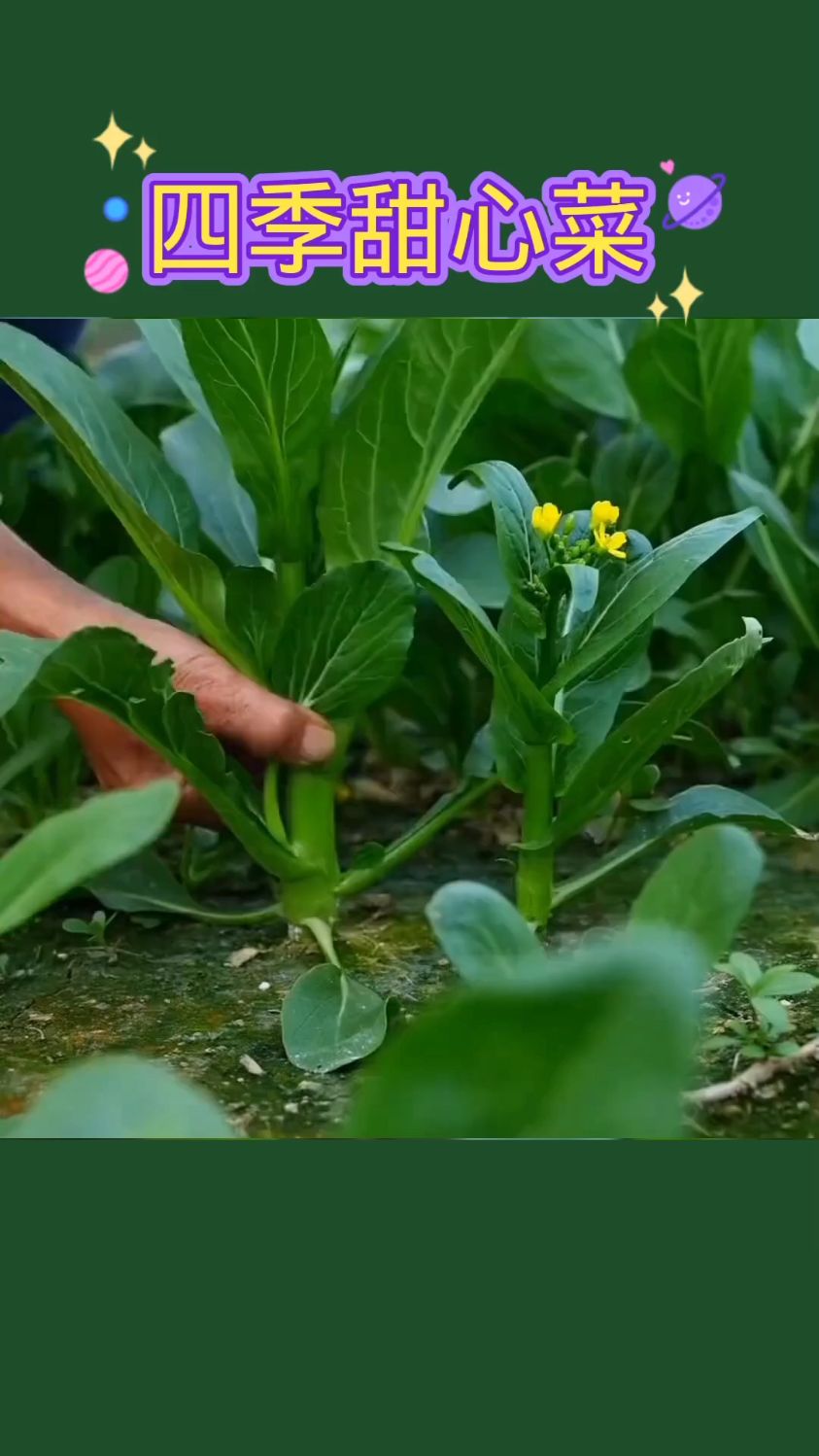赶紧种植四季甜心菜吧!