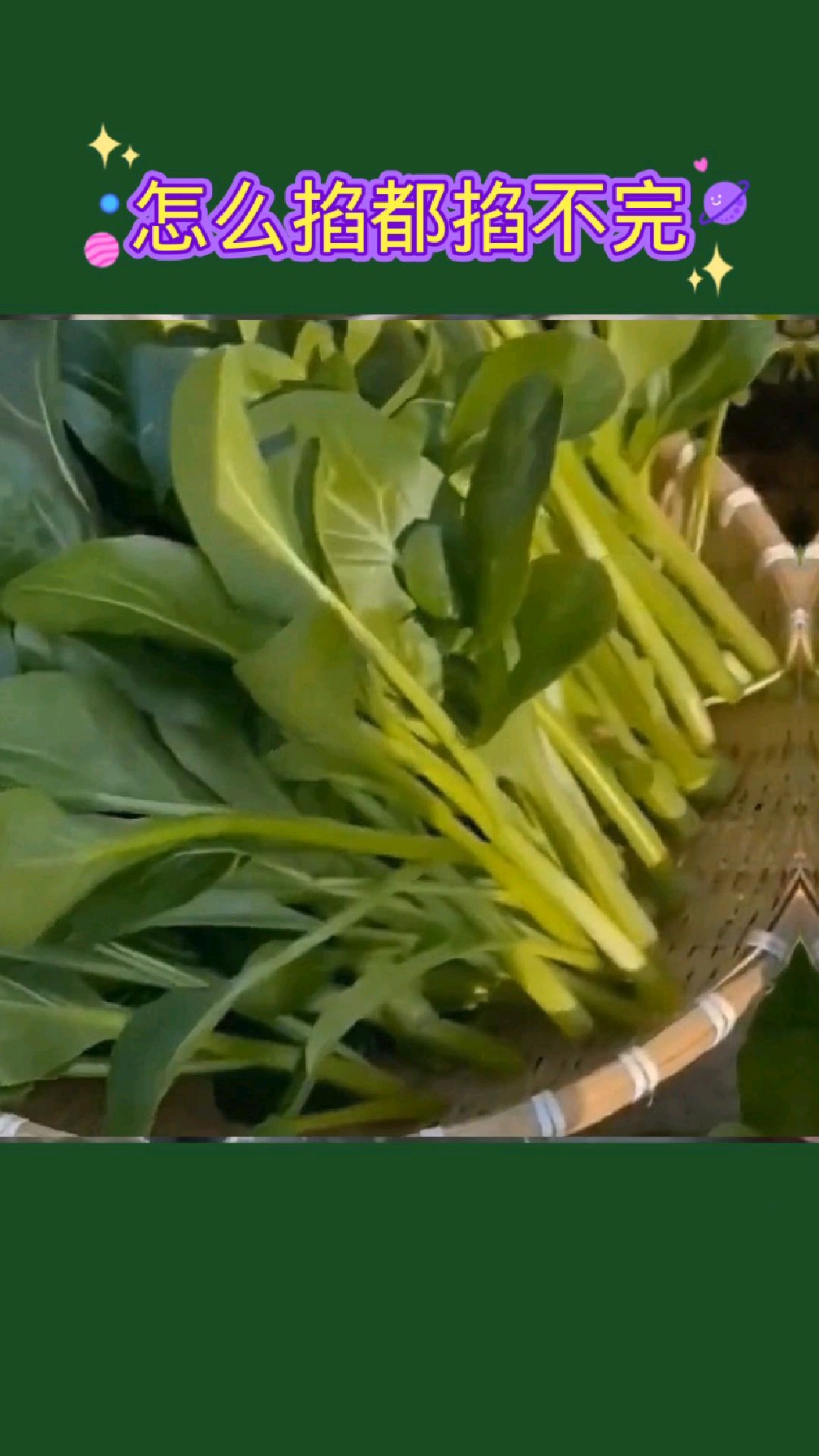 四季都可采摘的四季甜心菜,耐寒耐热,怎么摘都摘不完!