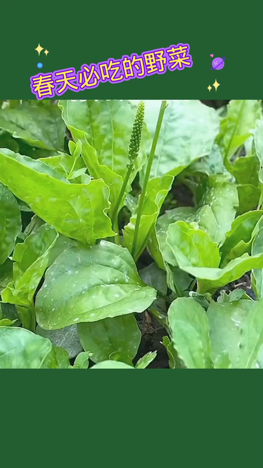 春天必吃的野菜!