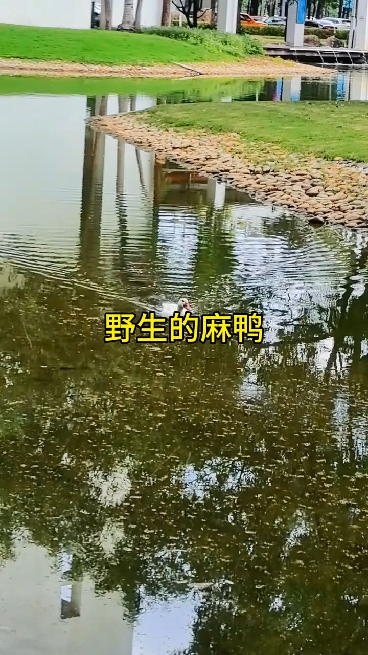 在公园里看到的野生麻鸭