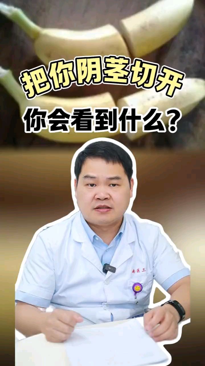 阴茎的内部结构是什么