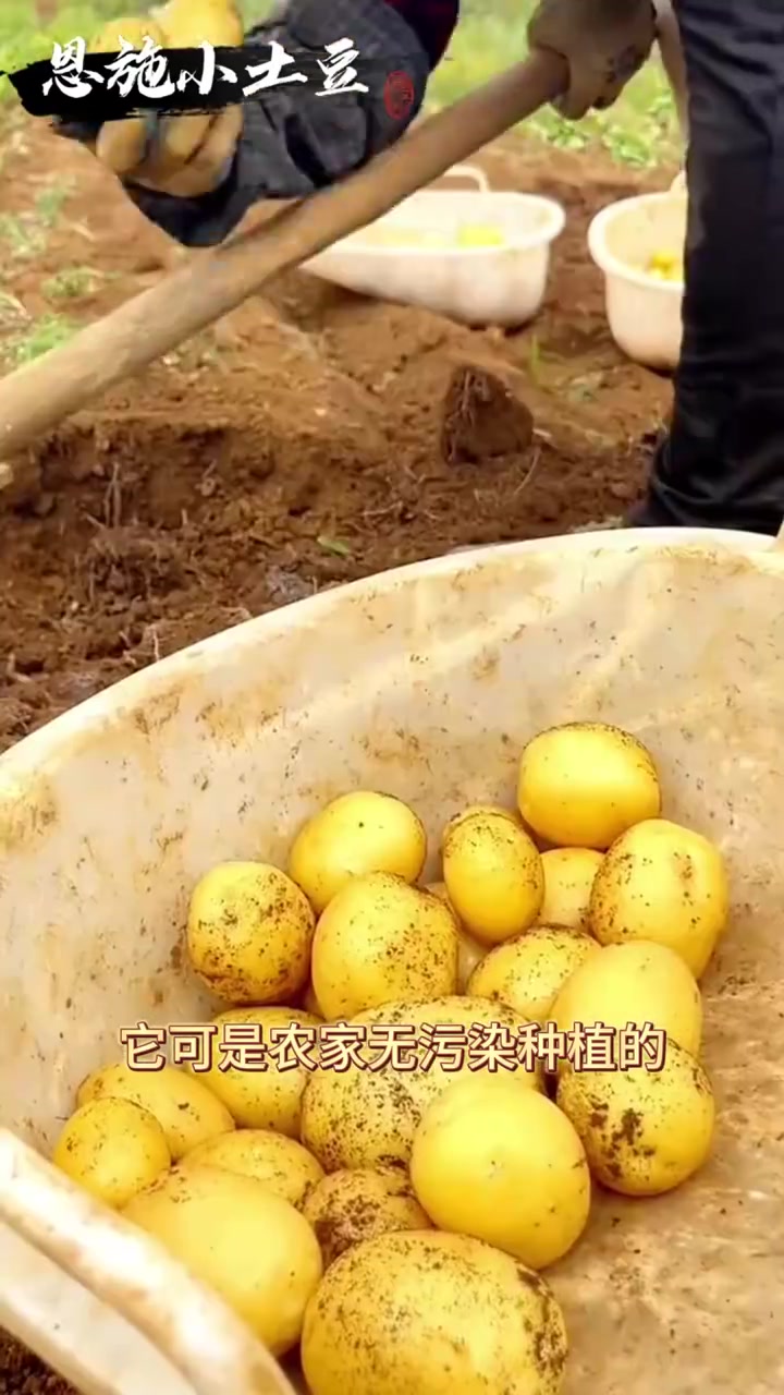 1356_高海拔昼夜温差造,自然糖化更甜糯,烧烤摊必备食材_
