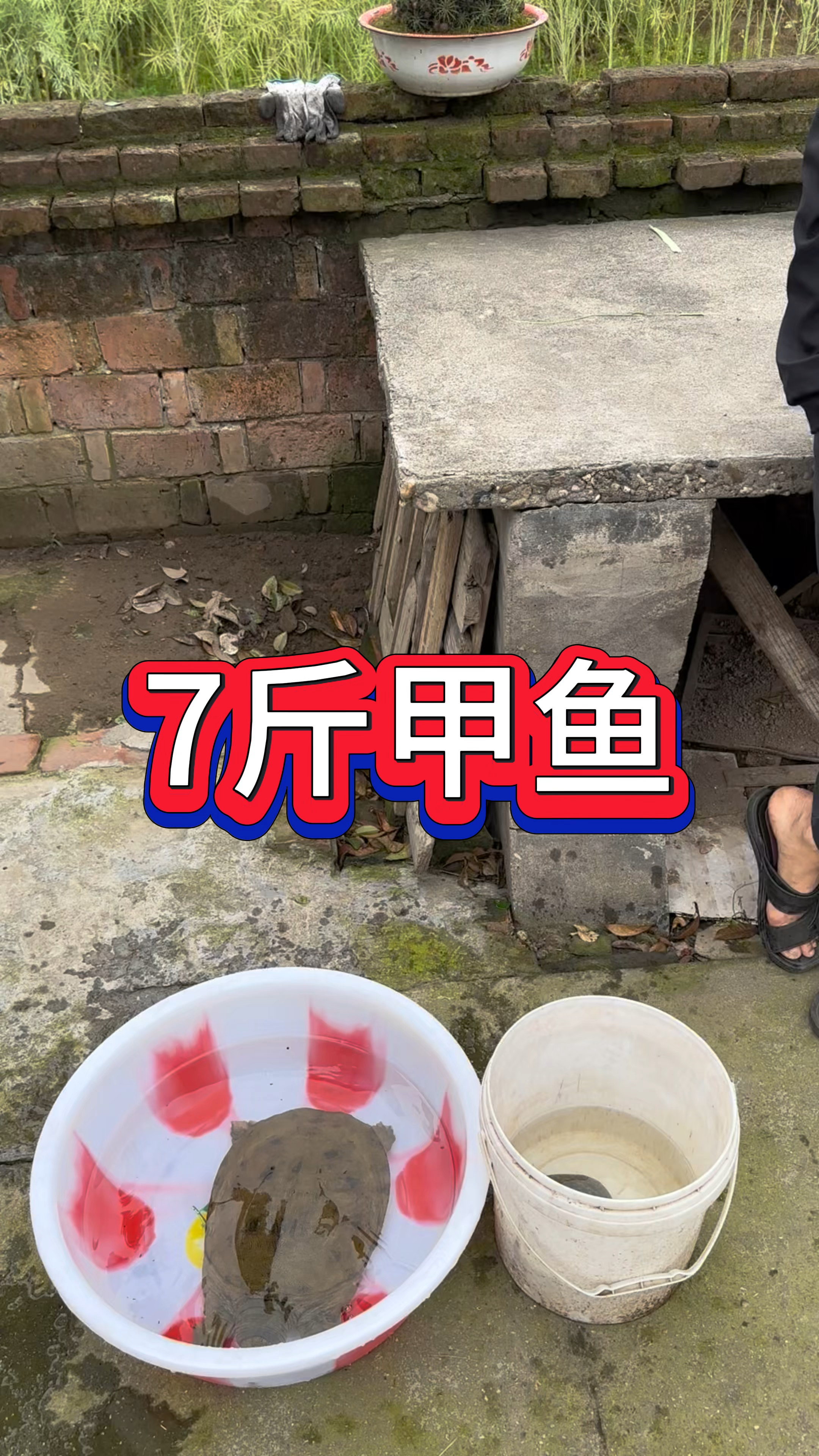 乡下收甲鱼,7斤左右的大货,150一斤拿下