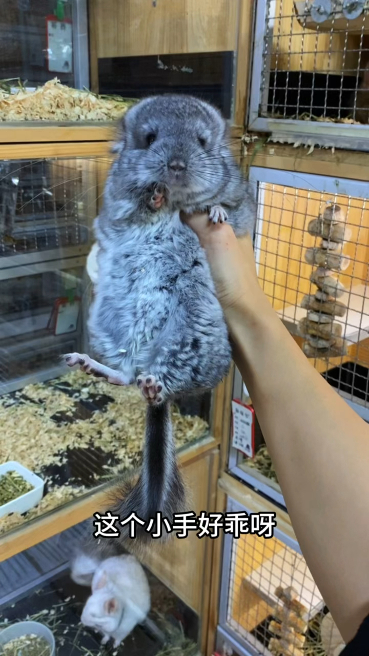 店里有300多只龙猫,两只豚鼠,一只袋鼠可以看