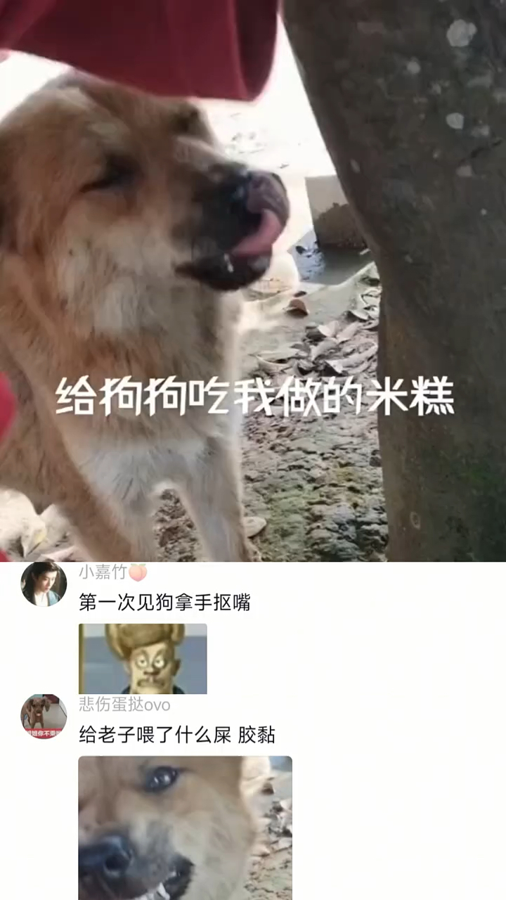 给狗狗吃我做的米糕