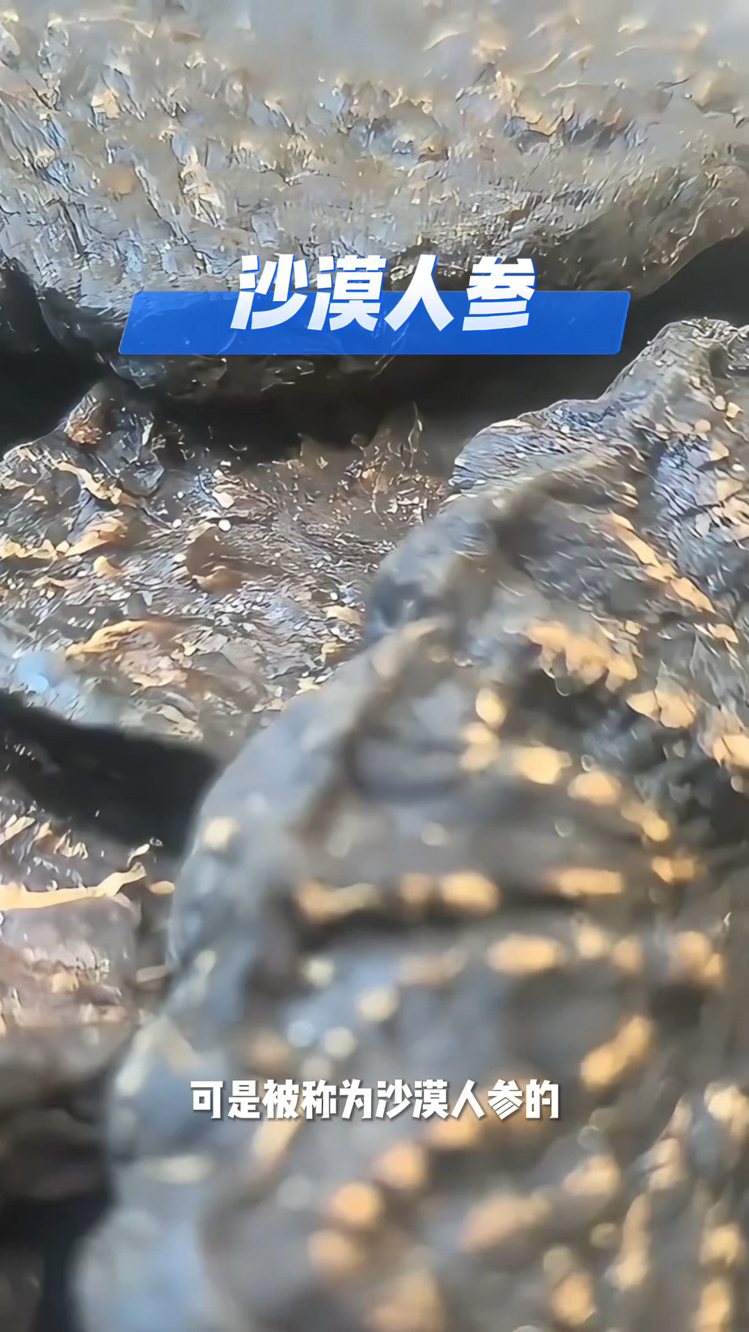 野生肉苁蓉片 正宗沙漠人参 滋补养生泡酒煲汤药材