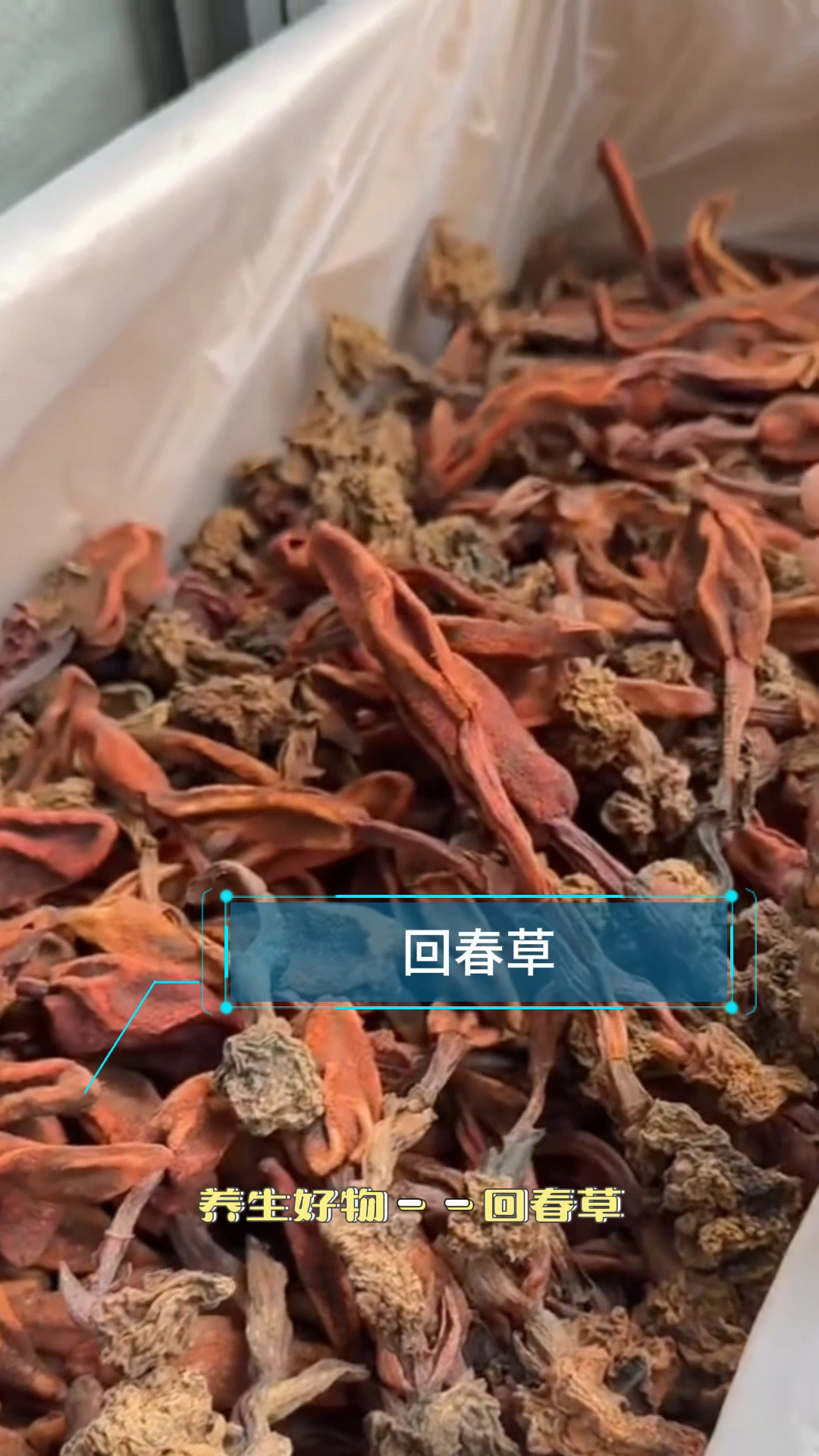 正宗回春草 人工精挑细选 泡酒煲汤皆可