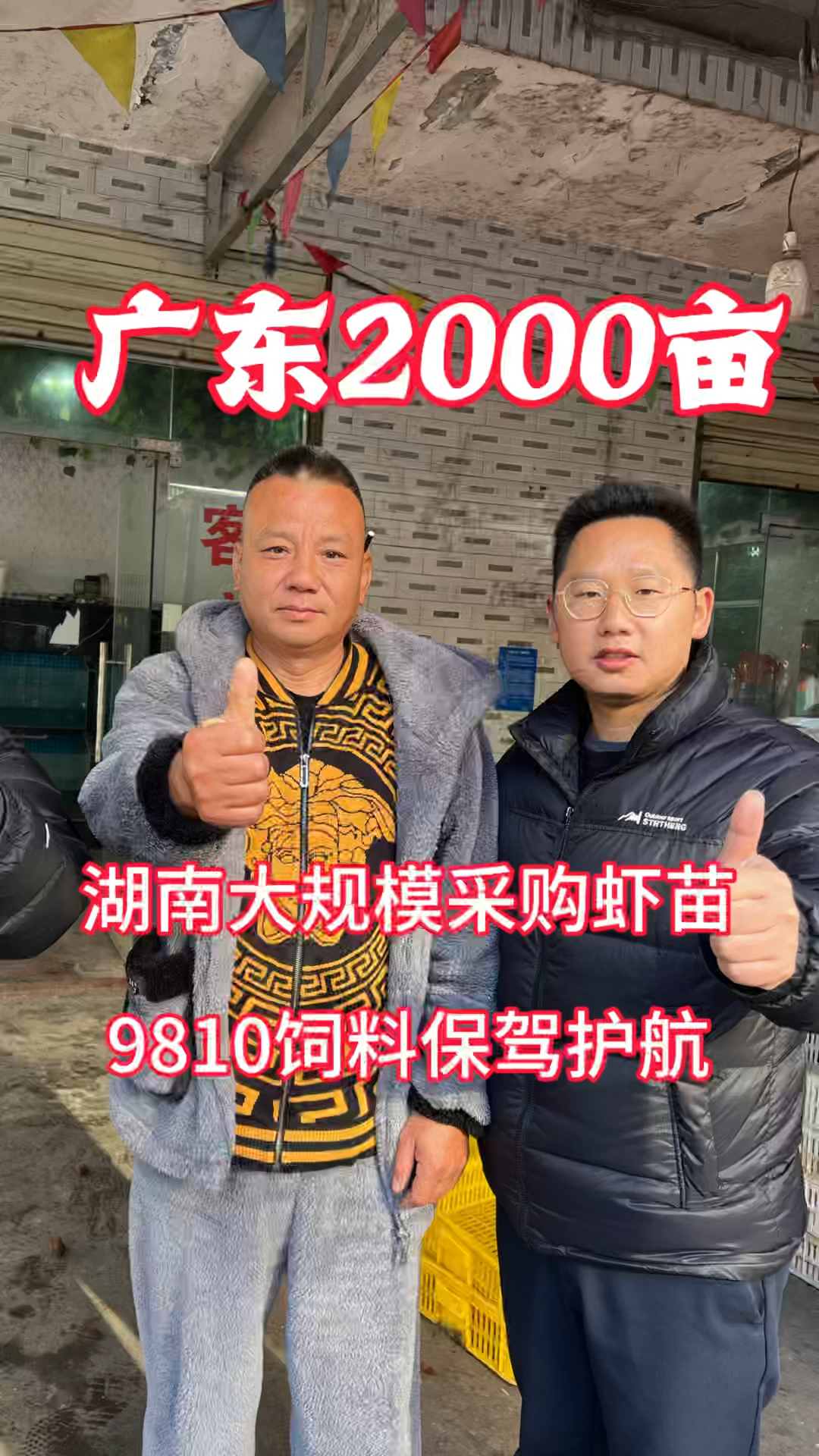 广东2000亩基地在湖南采购虾苗