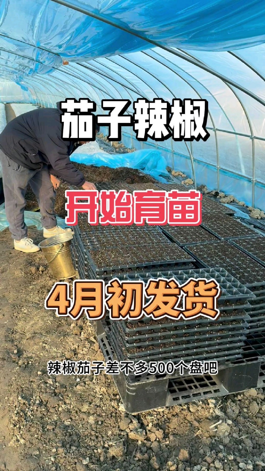新菜地大棚完工,把茄子辣椒先育苗