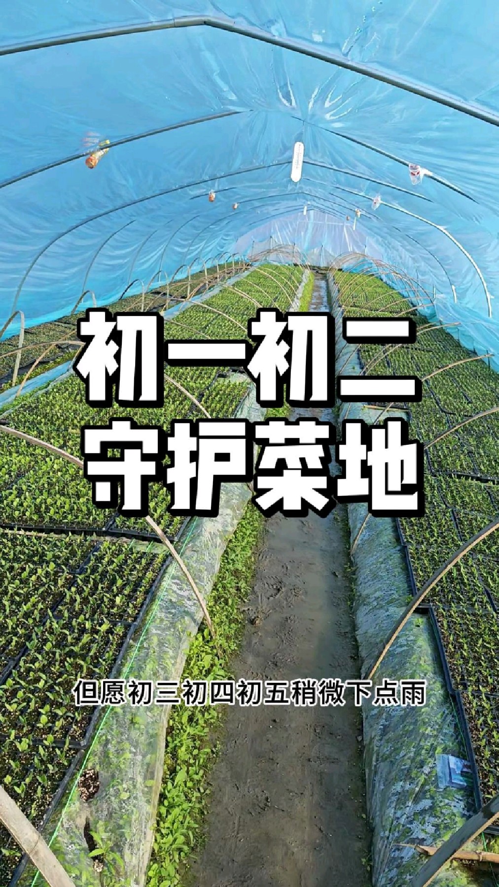 种菜人怎么过年,菜地过年的乐趣