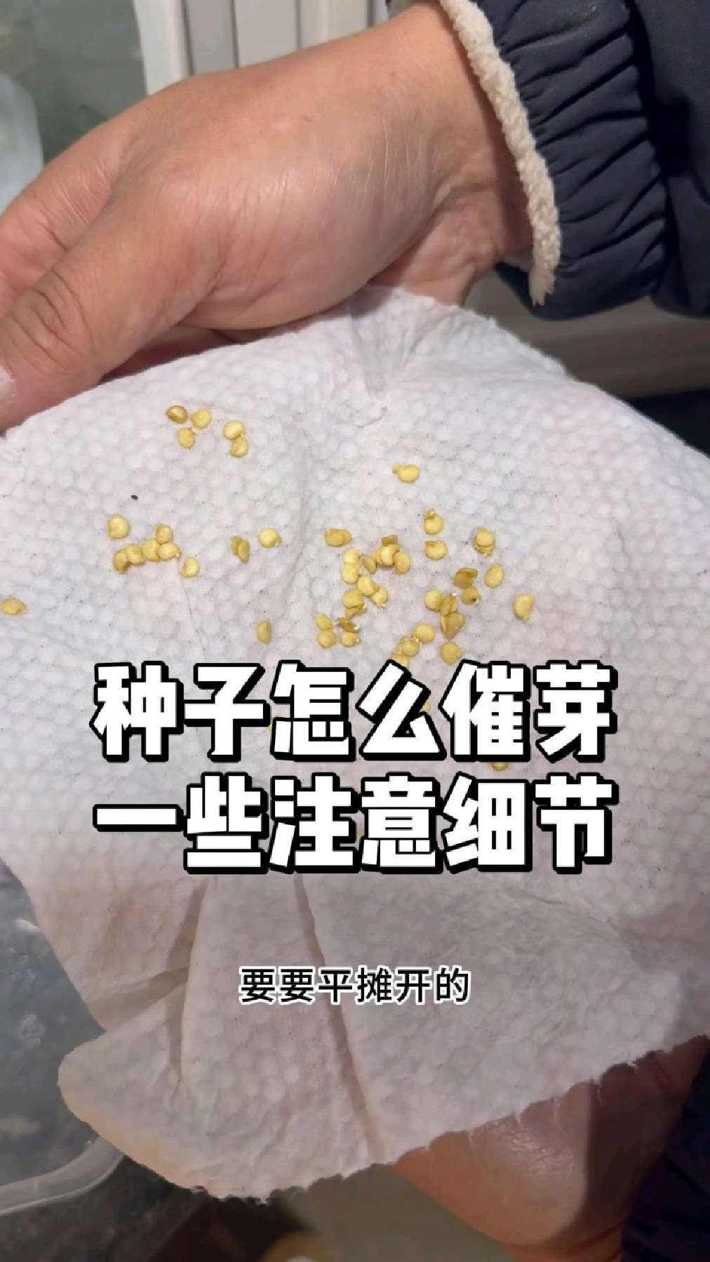 种子怎么催芽,催芽时要注意哪些细节