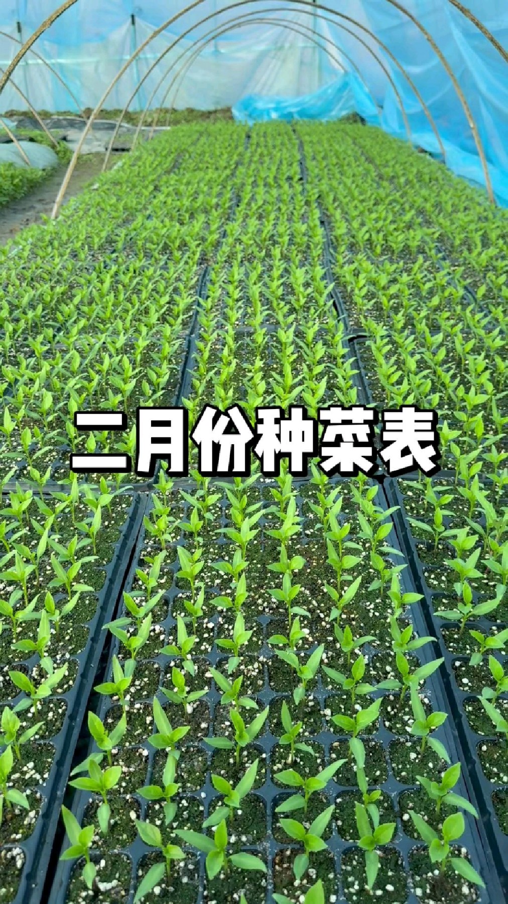 二月份种菜时间表,立春后可以种哪些蔬菜