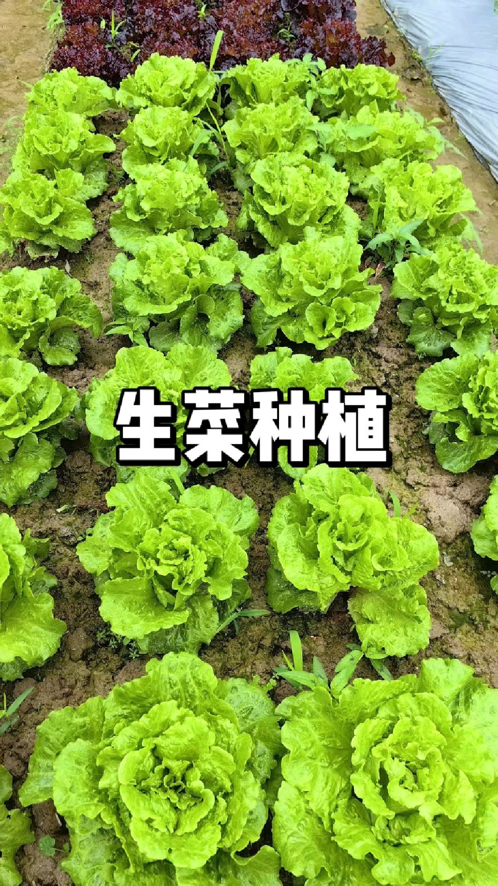 生菜怎么种,生菜育苗方法