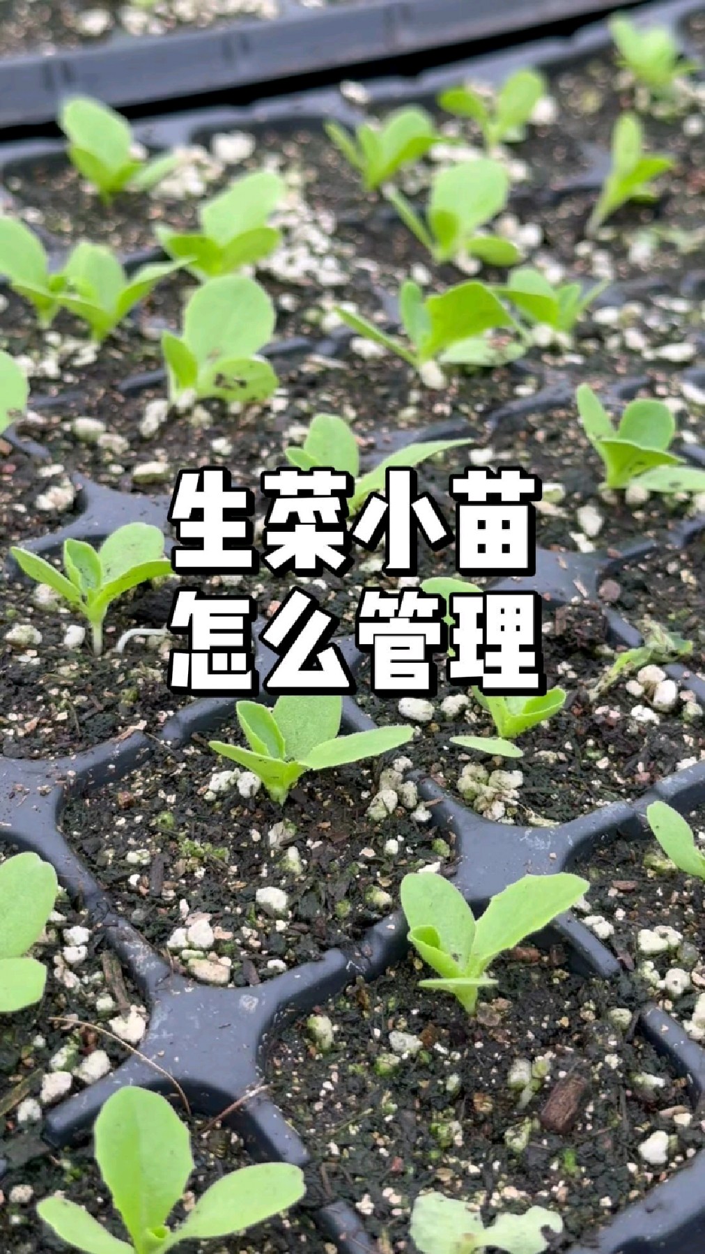 生菜出苗后怎么施肥浇水管理