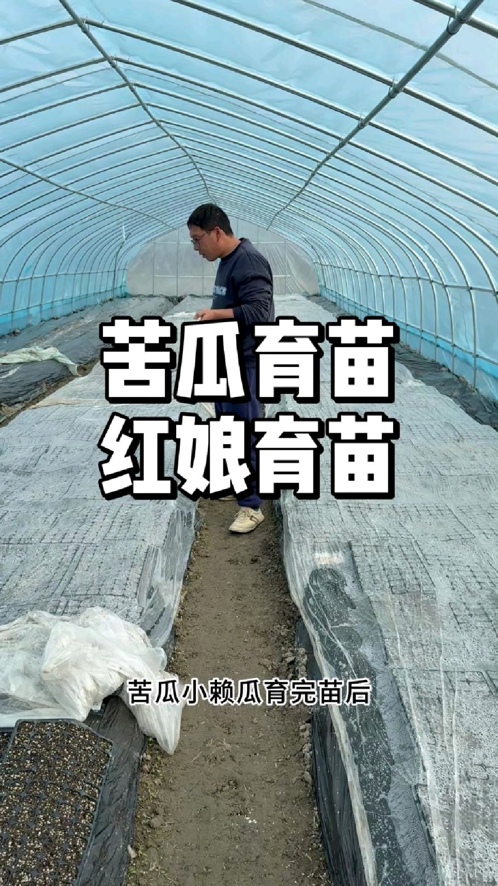 苦瓜小懒瓜红娘怎么育苗,什么时候育苗