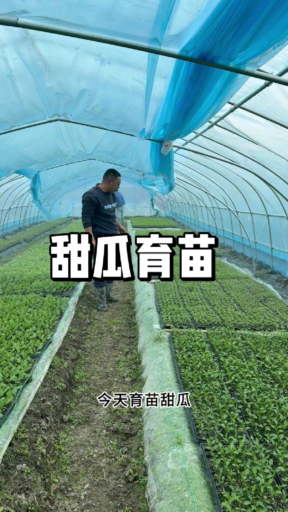 甜瓜什么时候可以育苗,甜瓜育苗方法