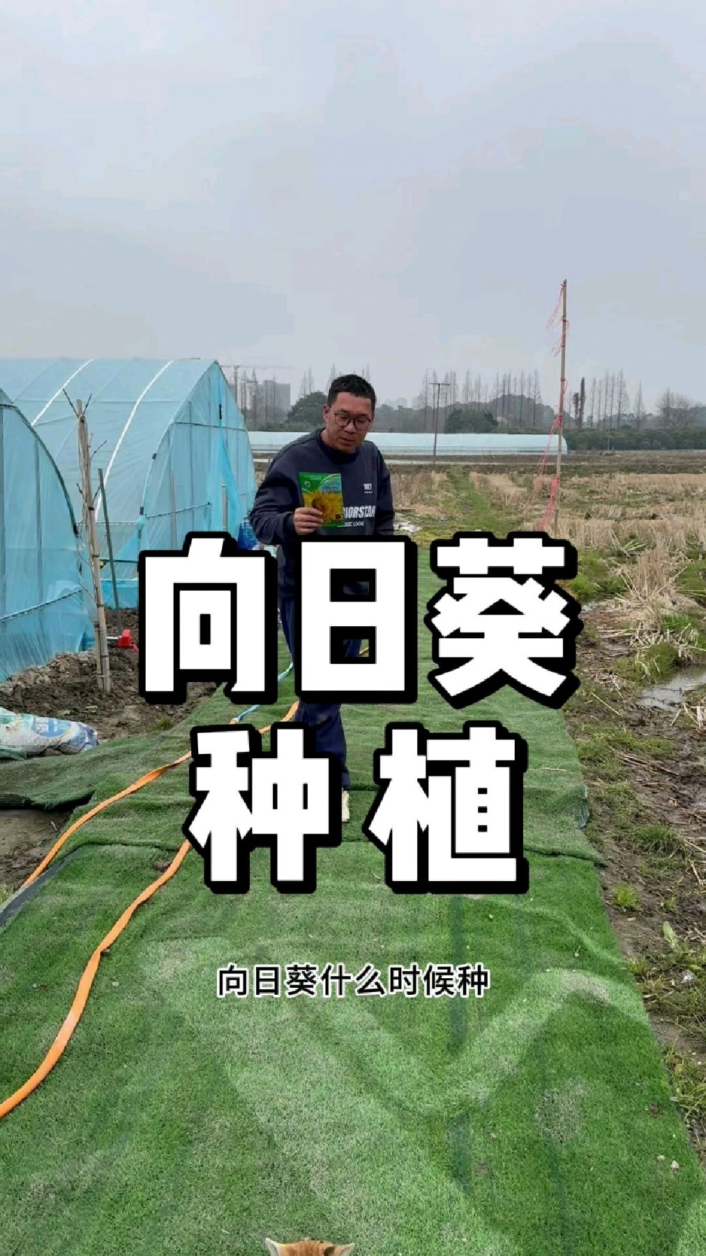 向日葵什么时候种,向日葵种植方法