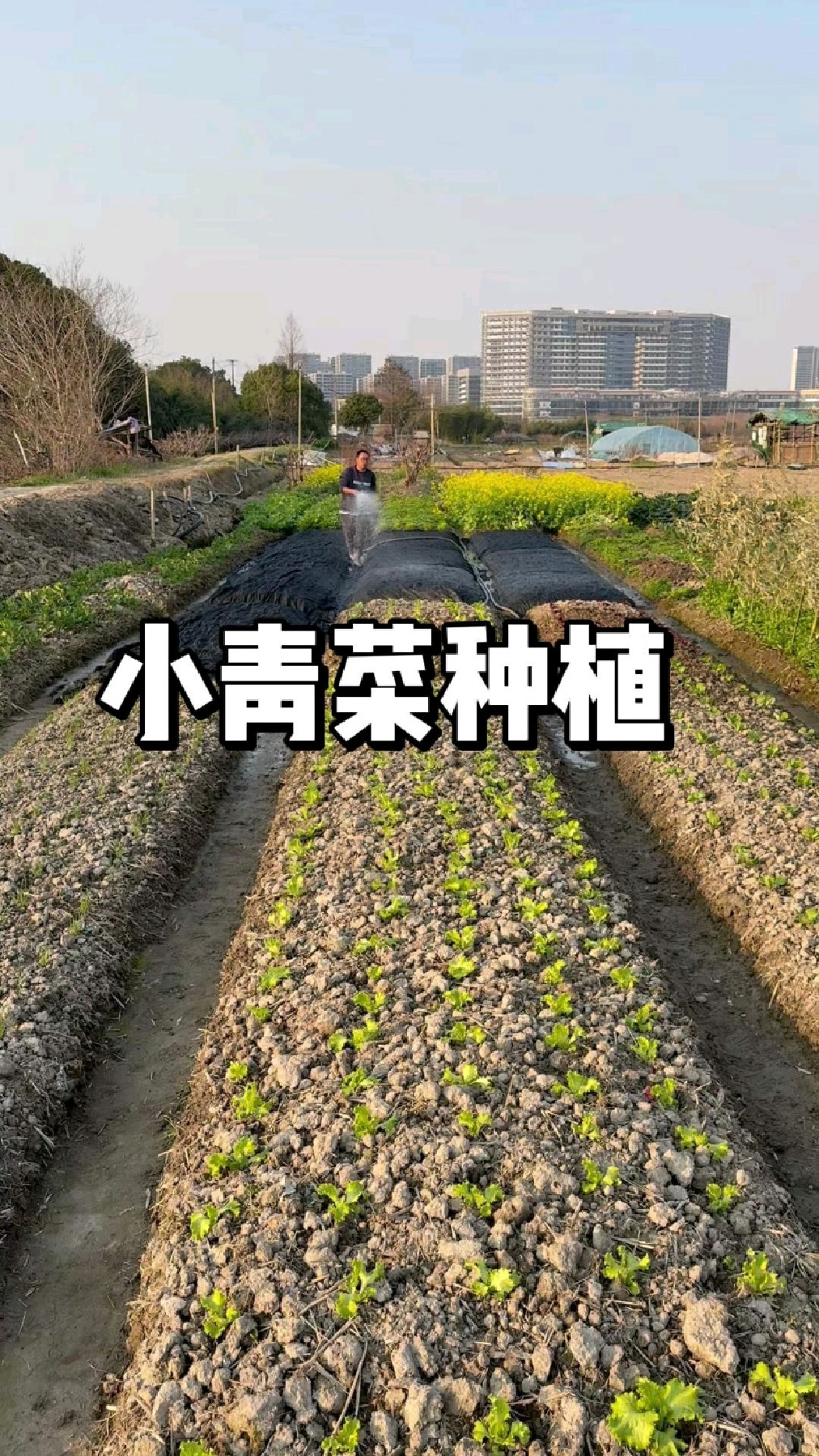 小青菜种植时间和方法