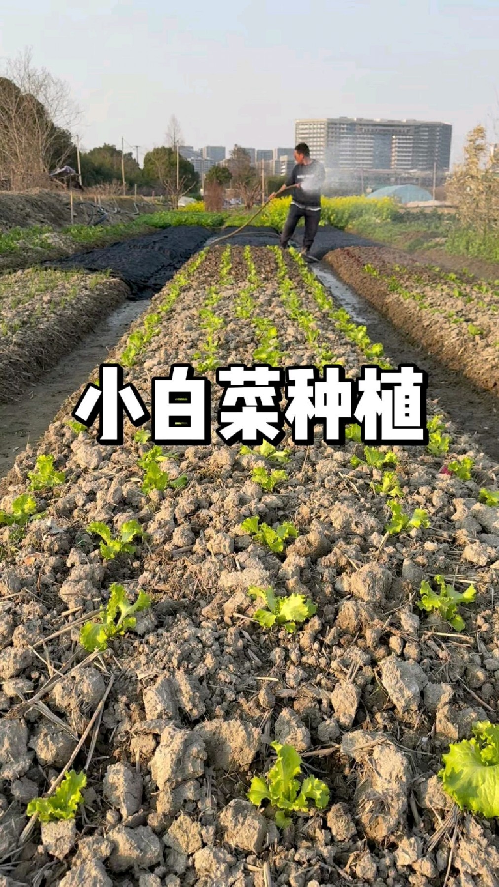 小白菜种植时间和方法