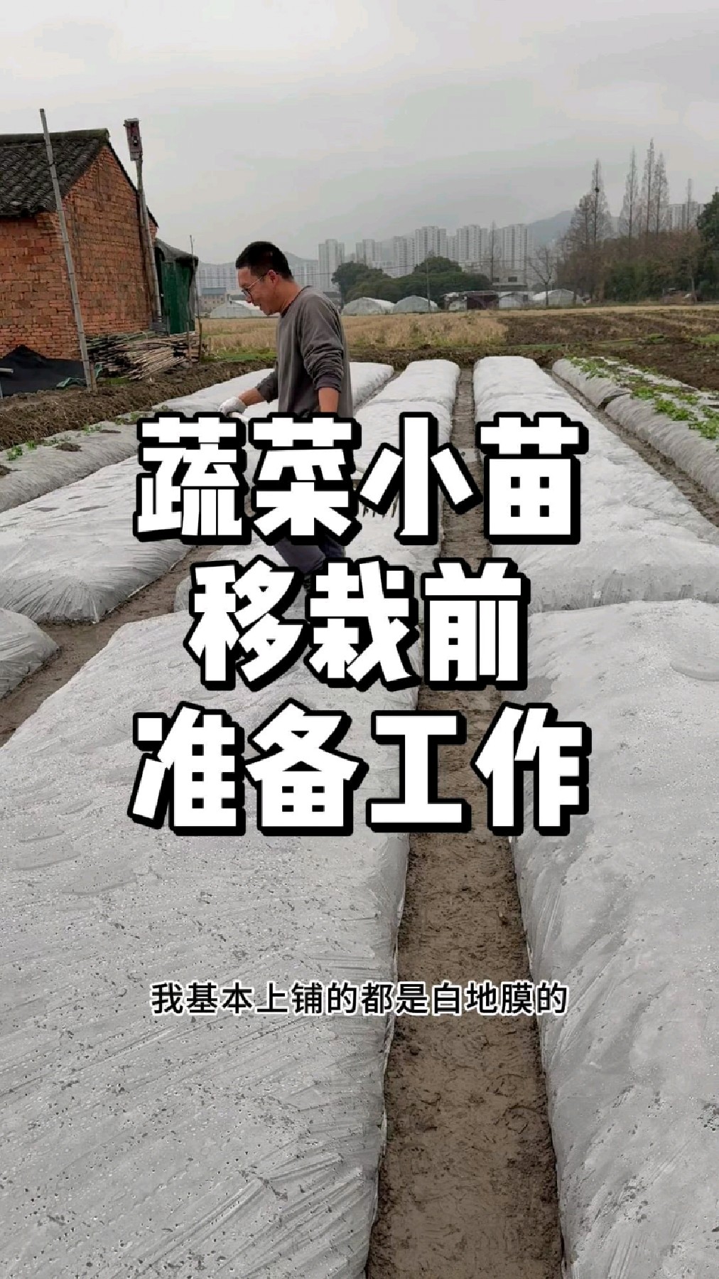 蔬菜小苗移栽前要做好哪些准备工作