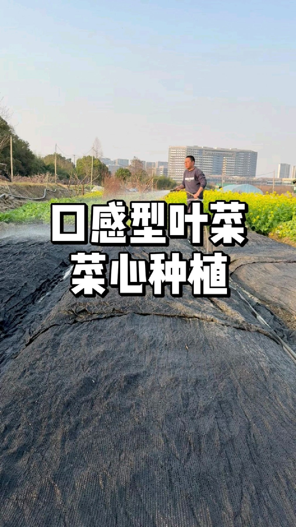 菜心种植方法,怎么播种才能让菜苔变粗