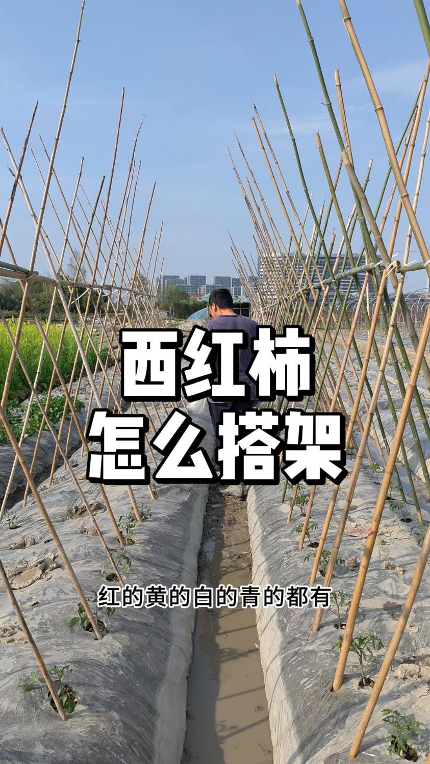 西红柿架子怎么搭