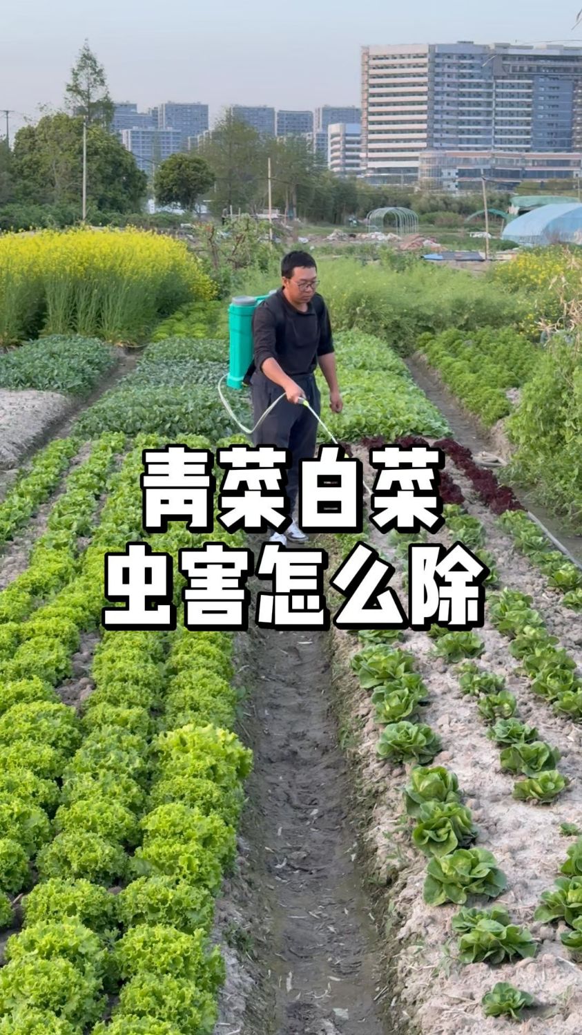 种青菜白菜有虫吃怎么解决,天热发苦发硬怎么去改良