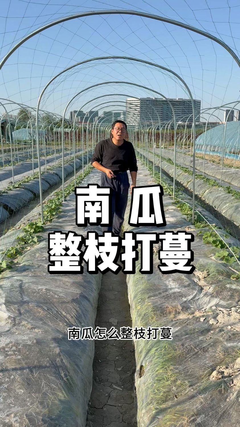 南瓜整枝打蔓,南瓜怎么修剪